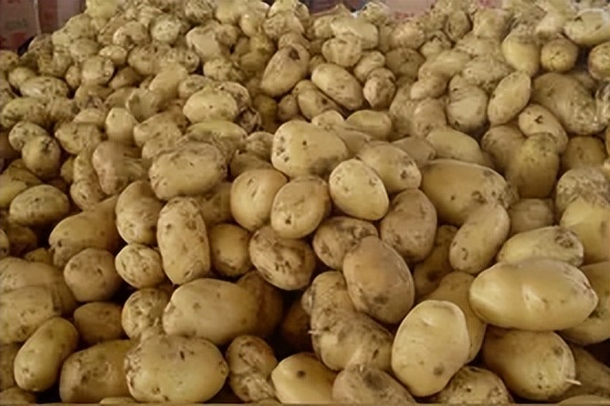 武川土豆装车,内蒙古武川土豆