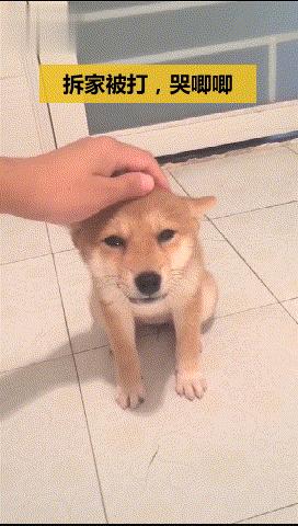 狗狗挨揍了出现应激反应,狗狗挨熊不服气