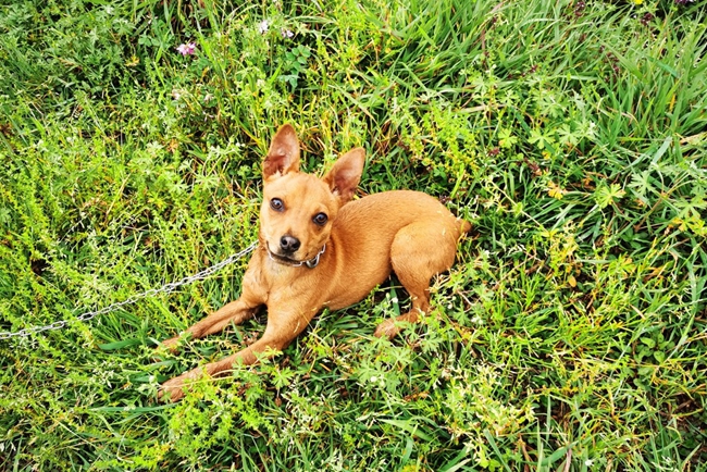 小鹿犬头上有疙瘩怎么回事,小鹿犬头上掉毛秃了一块