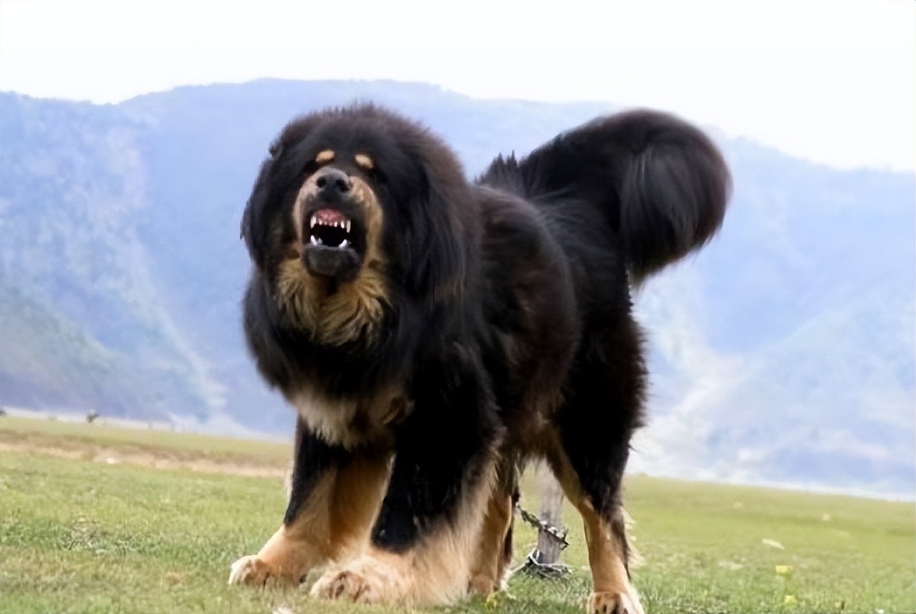 被狼群救下的藏獒,西藏一头孤狼咬死七只藏獒