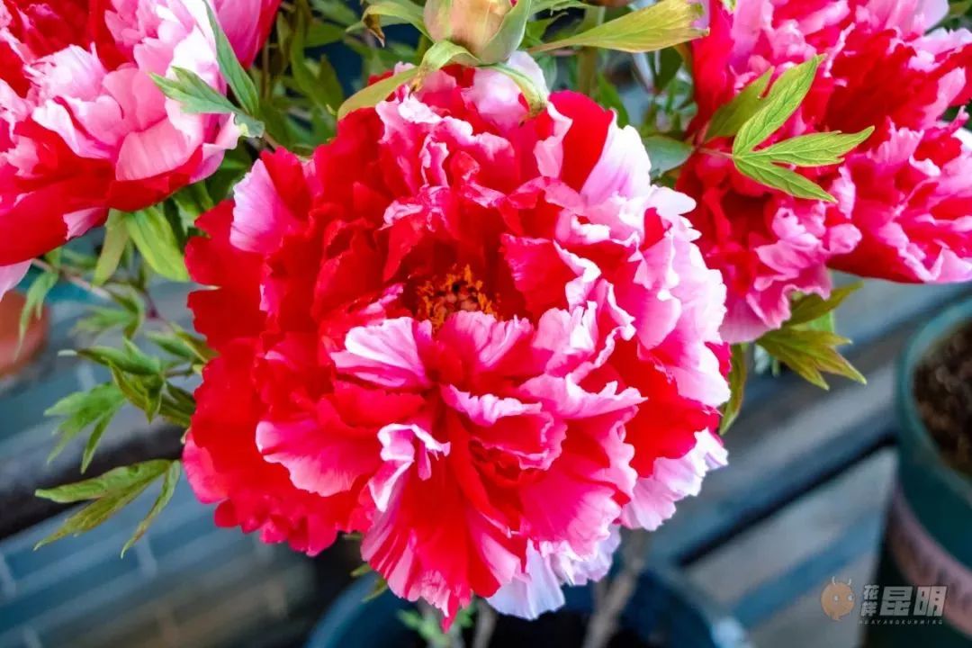 3月昆明踏青好去处,昆明周边游玩春天看花好去处