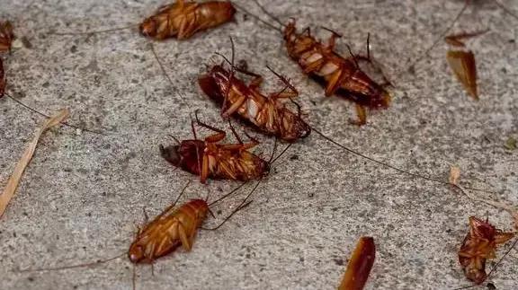 如何快速除蟑螂最有效,快速除蟑螂最有效方法