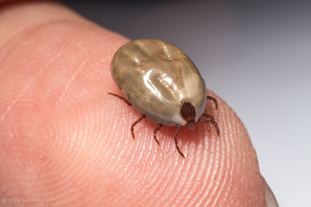 野外活动用什么药防蚊子,夏天户外出游要警惕这种虫子