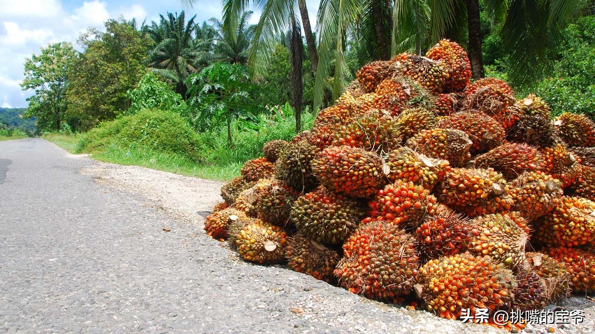 同在非洲大陆，同胞国家忍饥挨饿，它还出口牛油果、芝麻到中国