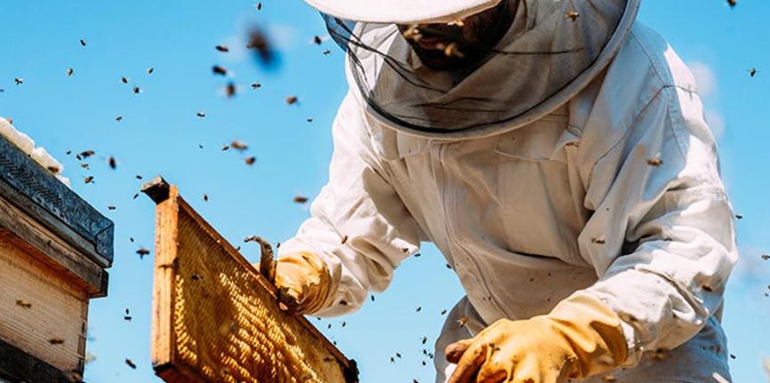 40度高温蜜蜂吃什么药,高温天气蜜蜂在外面死很多