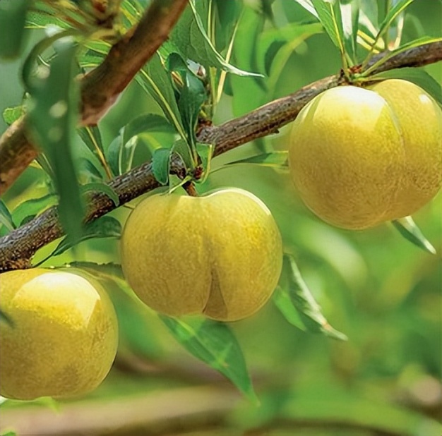 五一期间金堂附近水果采摘,欢迎光临金堂县万亩果园观光采摘