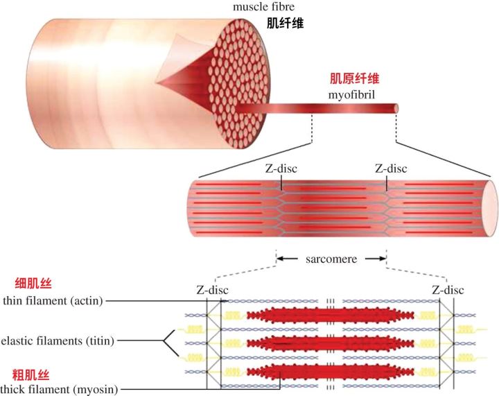 健身增肌的原理是什么,健身增肌原理动作讲解