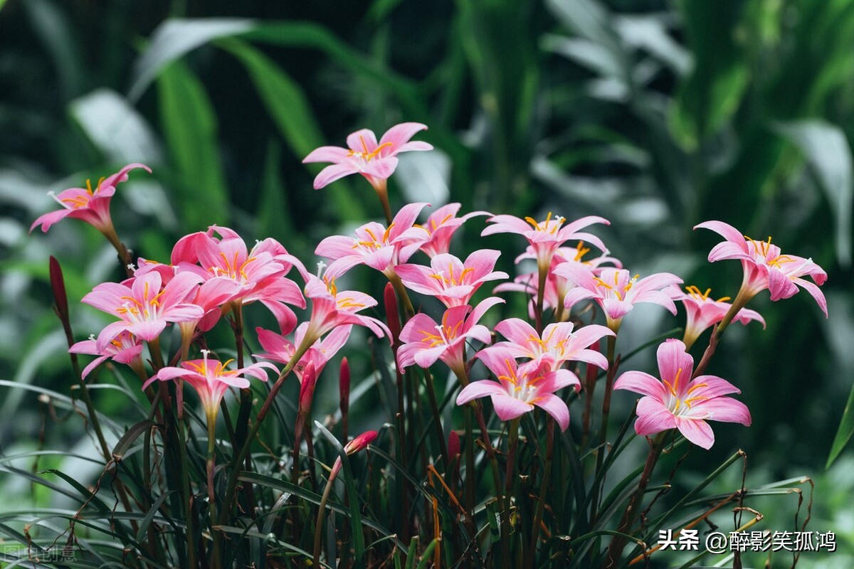 三年级上册语文花的学校重点讲解,三年级上册花的学校课文讲解重点