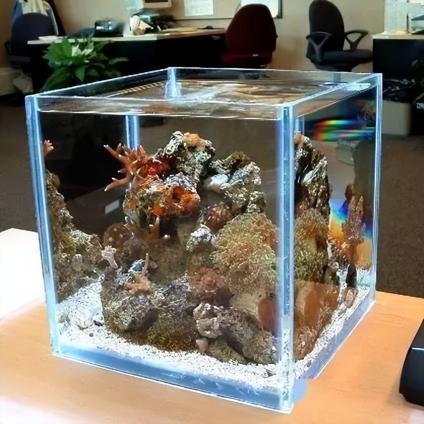 海水珊瑚缸鹦鹉螺,海水缸珊瑚视频大全