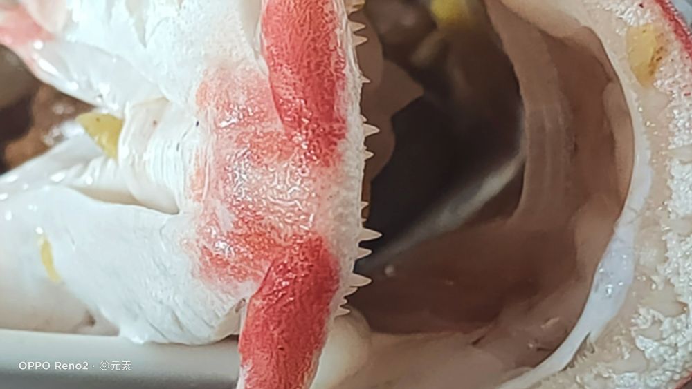 海南最受欢迎的鱼,海南岛好吃的鱼有几种