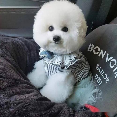 比熊鼻子有三指长纯不纯,怎么知道买的比熊是小体还是标体