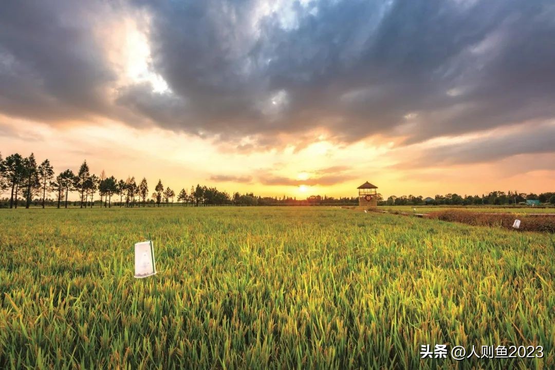 2023年中国农业农村报告,2022农业农村发展趋势