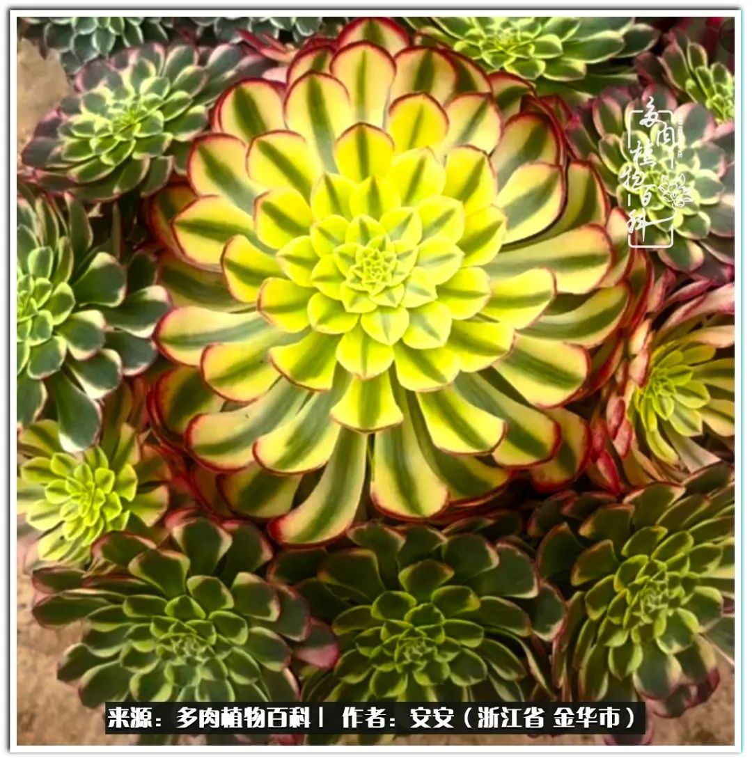 多肉法师花卉品种大全,多肉法师为什么叫法师