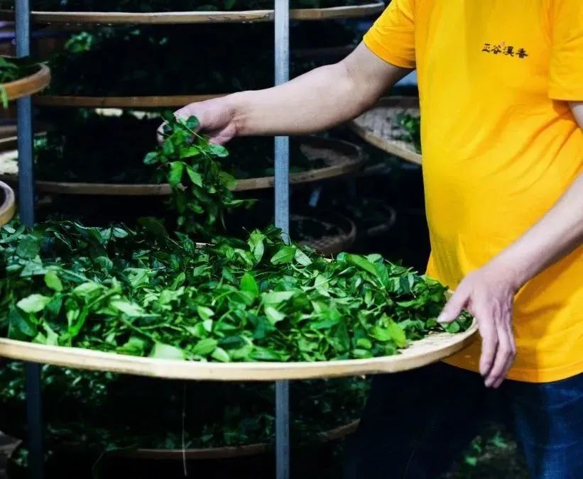 武夷岩茶正岩山场土质怎么样,山场正岩