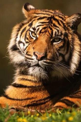 戏说老虎图文杂汇