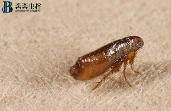 专业灭跳蚤公司,专业灭蟑螂公司有用吗