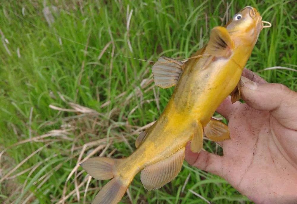 用蚯蚓钓鱼技巧,使用蚯蚓钓鱼的技巧有哪些