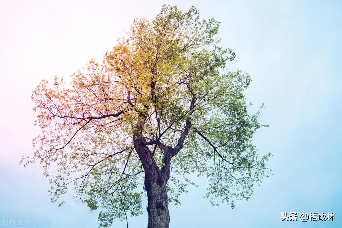 微信头像是漫画头像的女生的性格,把自己头像当微信头像是什么性格