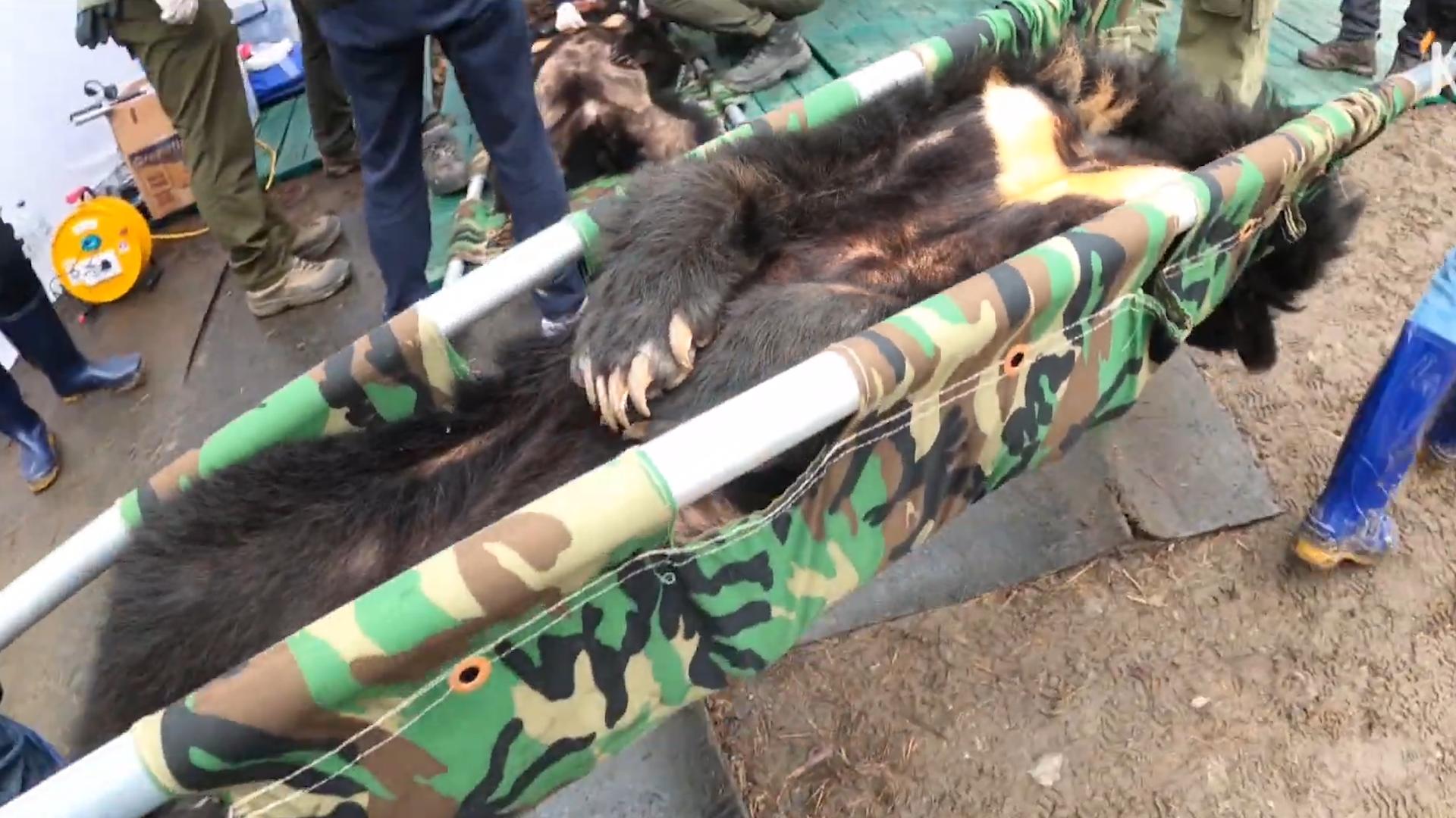 活着插管取胆,老了分解卖钱,活熊取胆那么残忍,为什么不禁止?