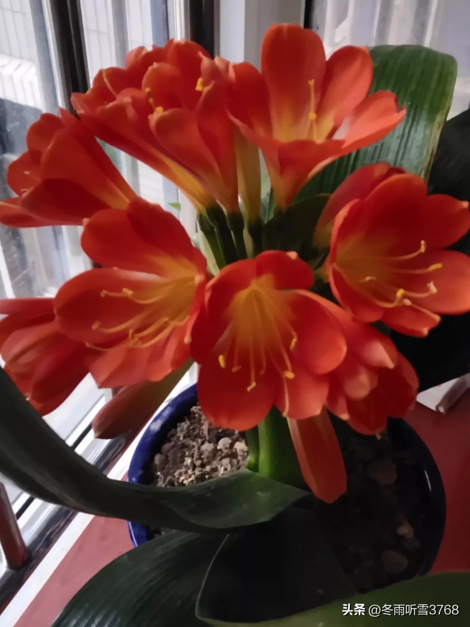 君子兰秋季换盆的最佳时间,现在是秋季君子兰换盆可以吗