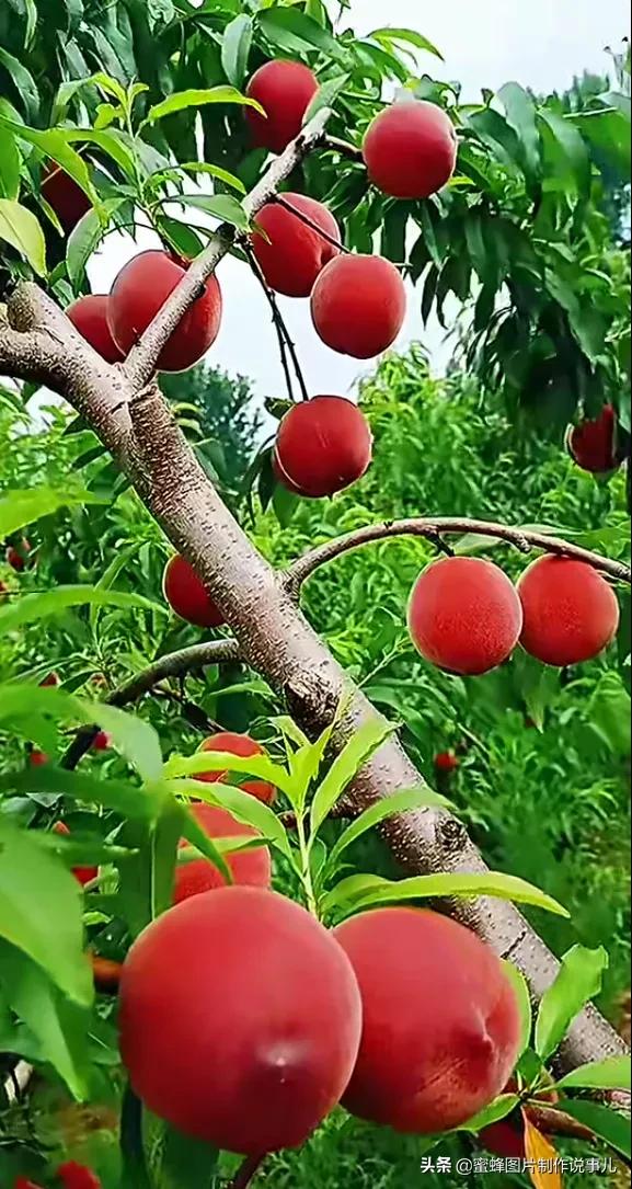 壁纸图片水果清新,丰收的水果高清图片壁纸