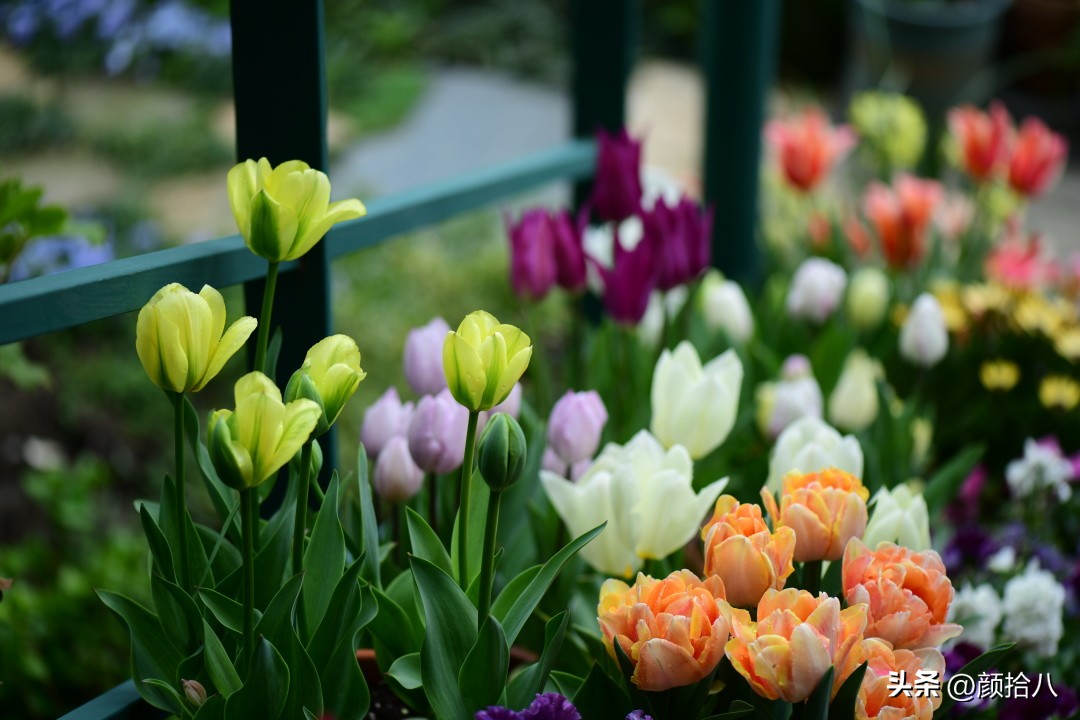 河马花园最耐阴植物,最漂亮的花园里的郁金香