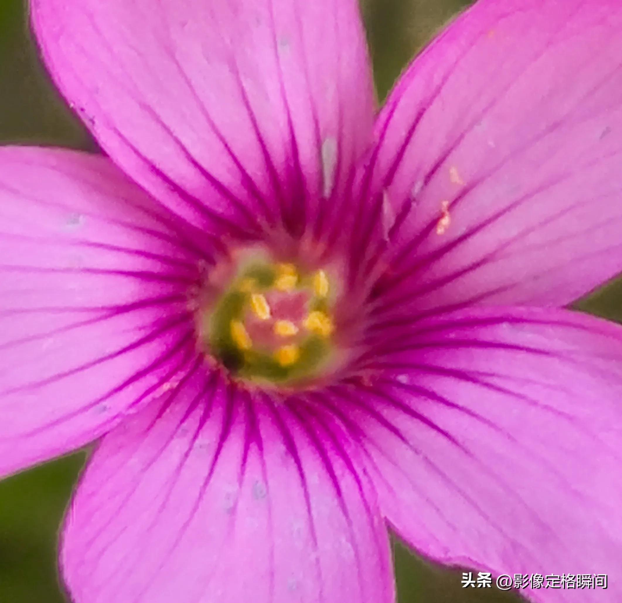 用什么模式拍出来的花更好看,用手机给花拍照怎么拍出高级感