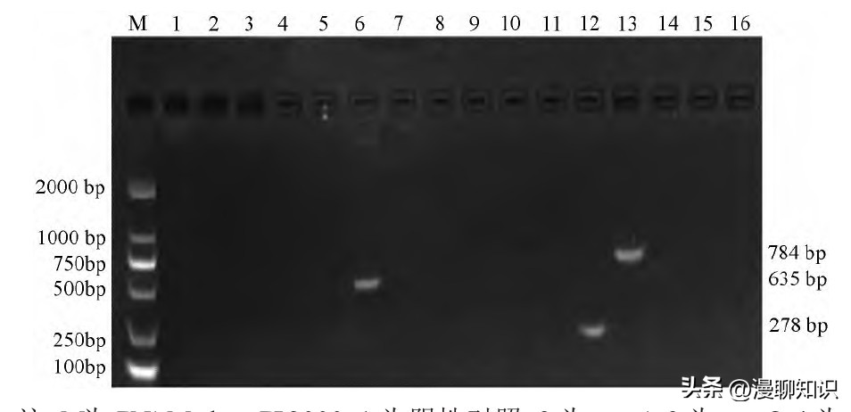 鸡源欧文氏菌是什么？关于它的分离鉴定及耐药基因检测