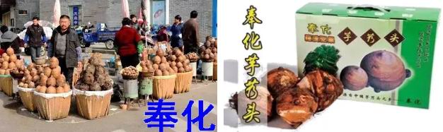 山东美味大芋头,红河美味芋头