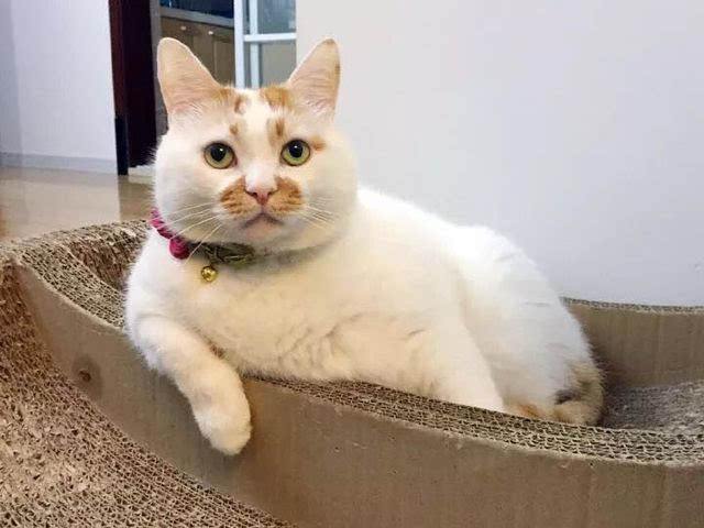 如何判断猫咪胖瘦,摸猫咪哪里判断胖瘦