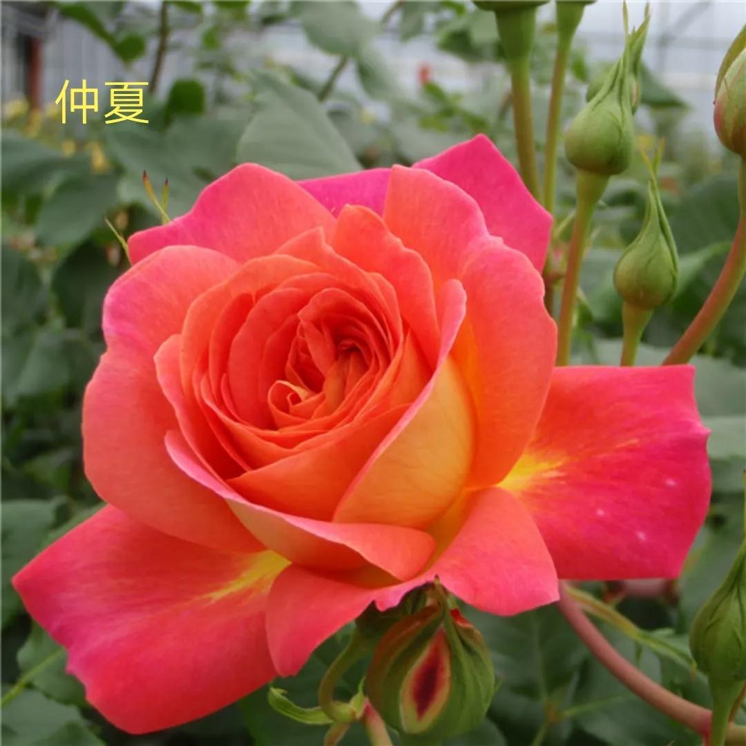 花店卖的切花月季品种,切花月季冬季修剪方法