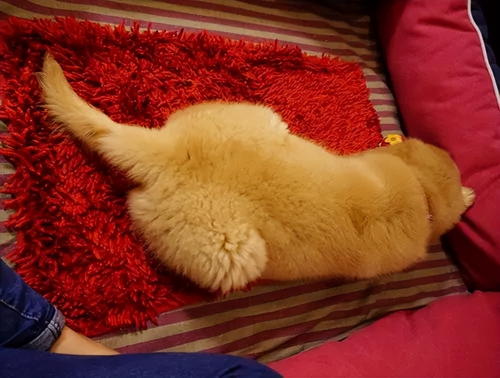 狗狗肛门腺堵塞怎么挤？学会这几招，从此没烦恼