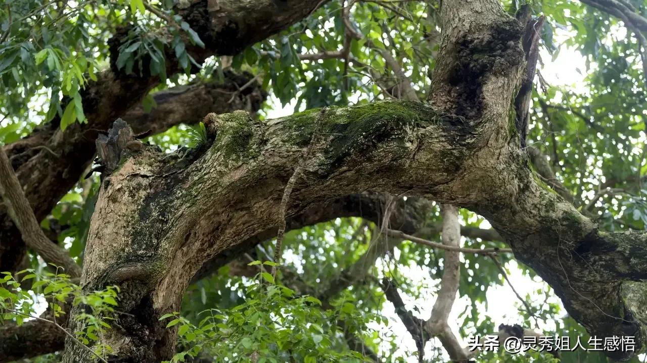 学粤语办法,学粤语的方法和技巧