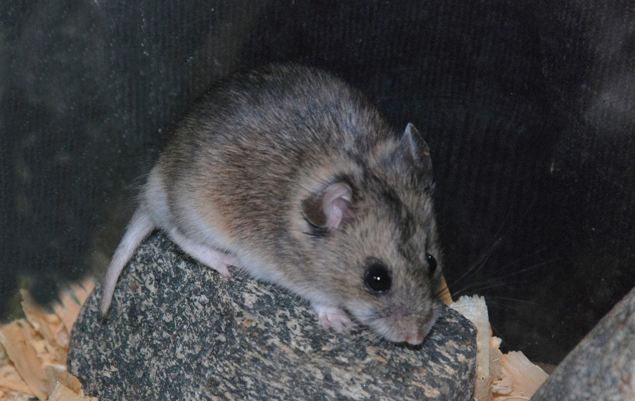 哪种宠物仓鼠最大最好养,仓鼠这样的宠物有哪些特点