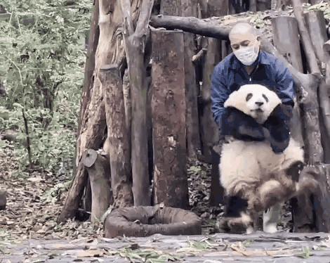 大熊猫花花和荷叶的温暖瞬间,国宝大熊猫和花萌萌哒瞬间