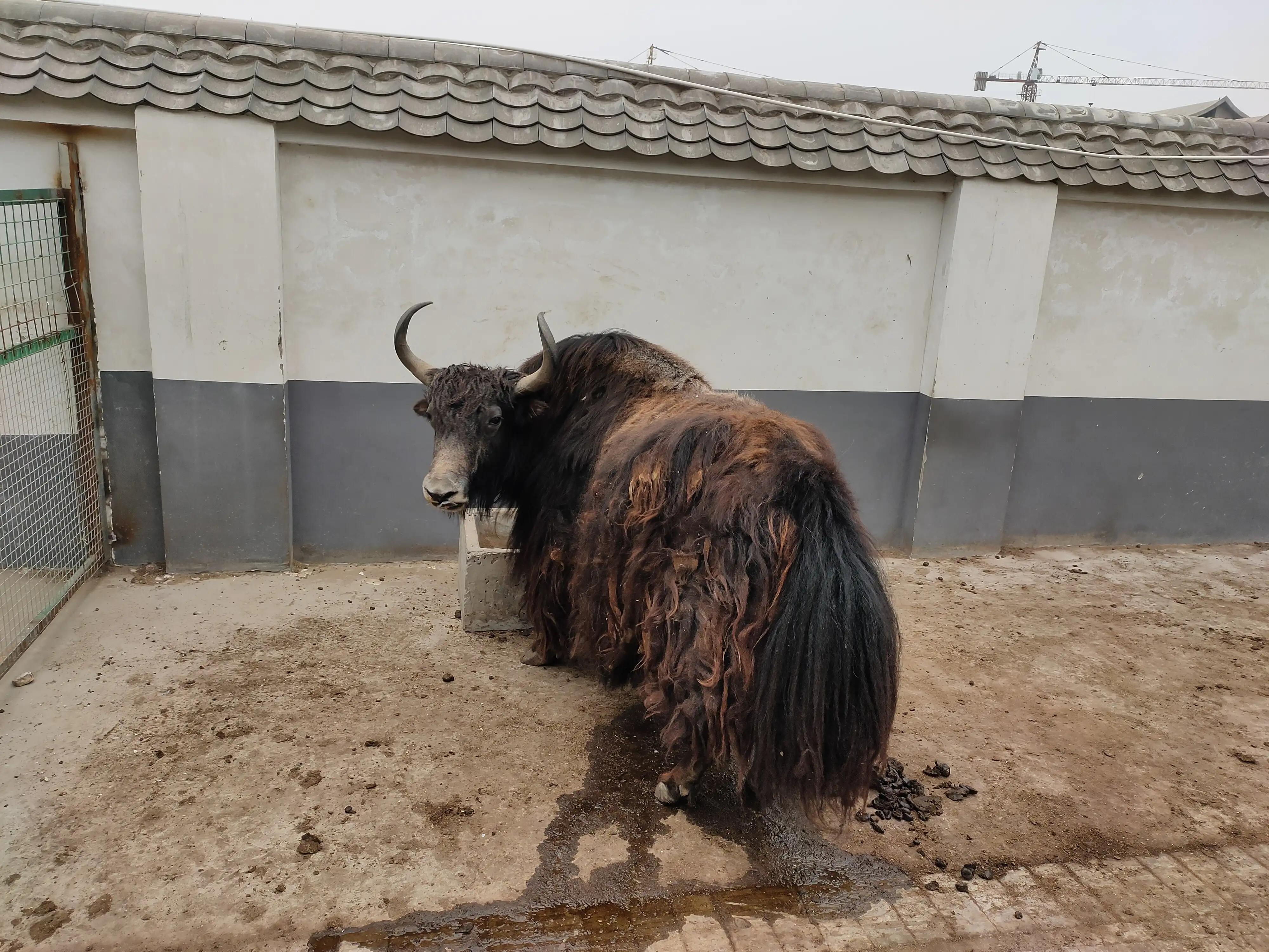 游动物园作文450字,游动物园有感作文