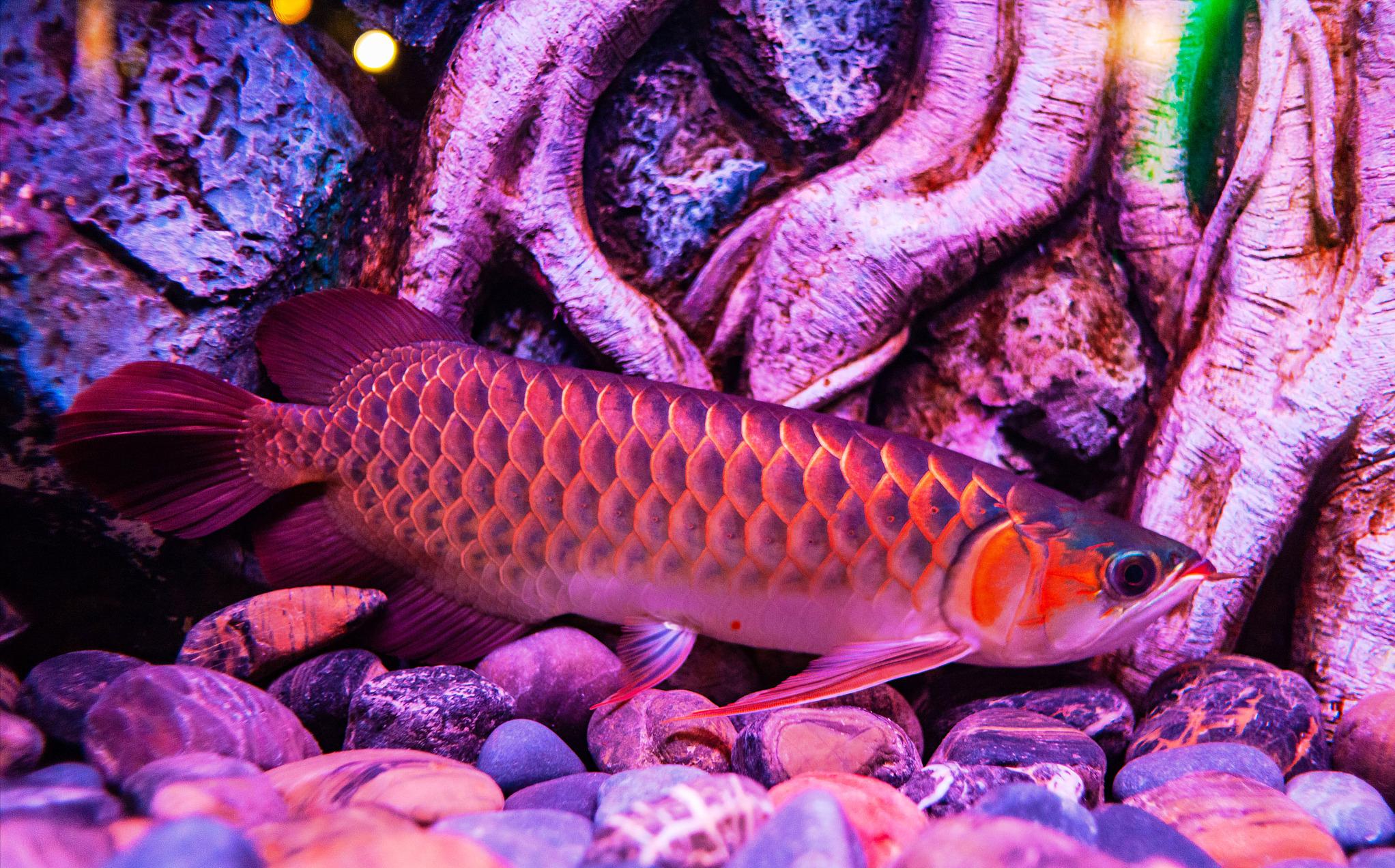 龙鱼鳍上长痘痘,龙鱼尾长痘痘