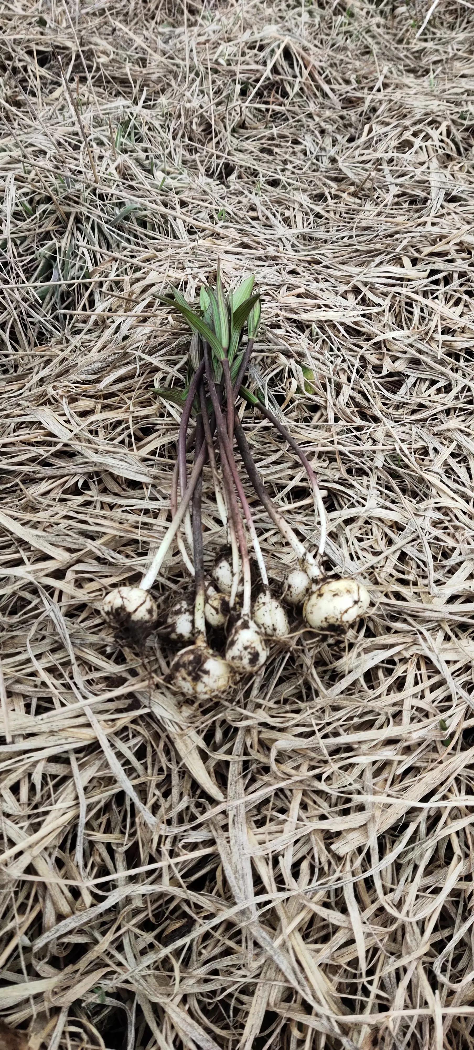 中国百慕大黑竹沟了解一下,中国百慕大黑竹沟近期气温