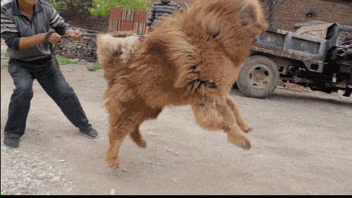 为什么太聪明的狗不适合当警犬,警犬的训犬员能自己挑选犬吗