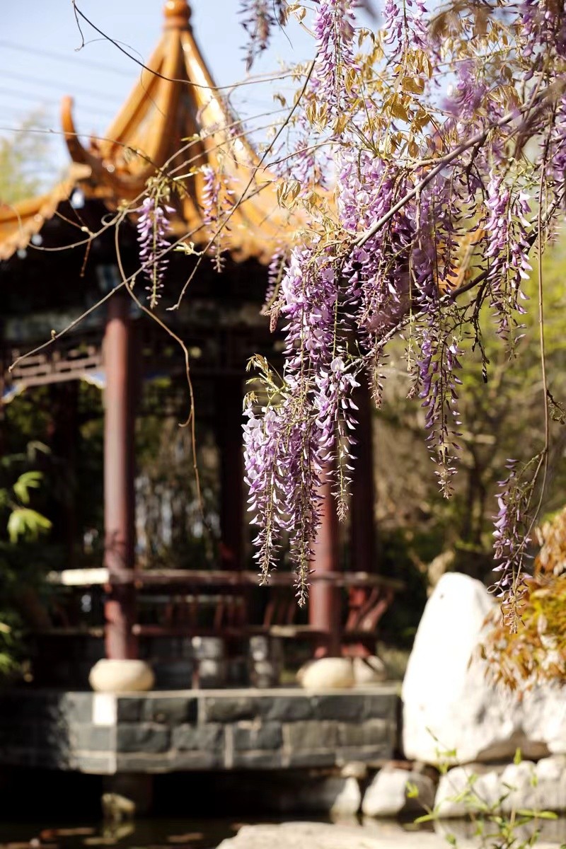 寻找最美春天｜花开四月，翻涌春日悸动！