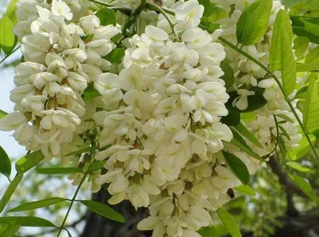 忆老家那棵洋槐树洋槐花盛开阵阵扑鼻香