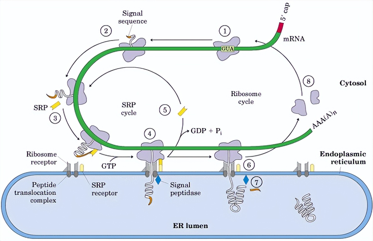 ZIP转运蛋白内部锌摄取的组氨酸突变体细胞活性自我调控机制