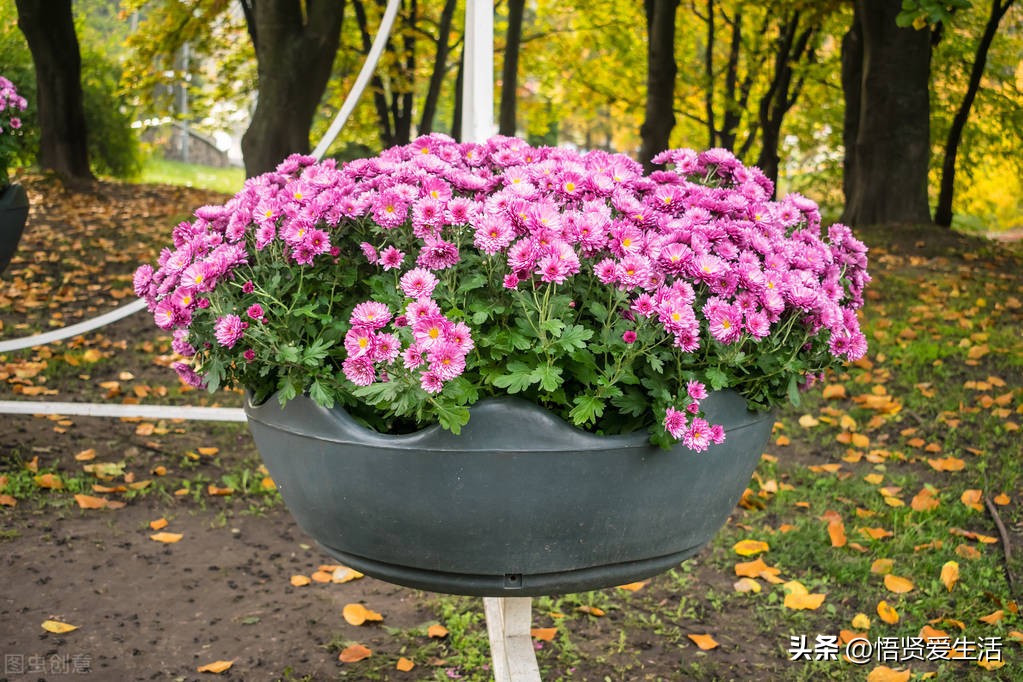 哪种绿色植物是最有效吸甲醛的,刚装修好的新房种什么植物去甲醛