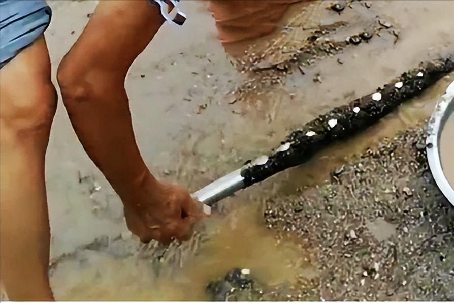 撸铁棒重现民间！给老百姓带来暴利，明令禁止背后隐藏危机