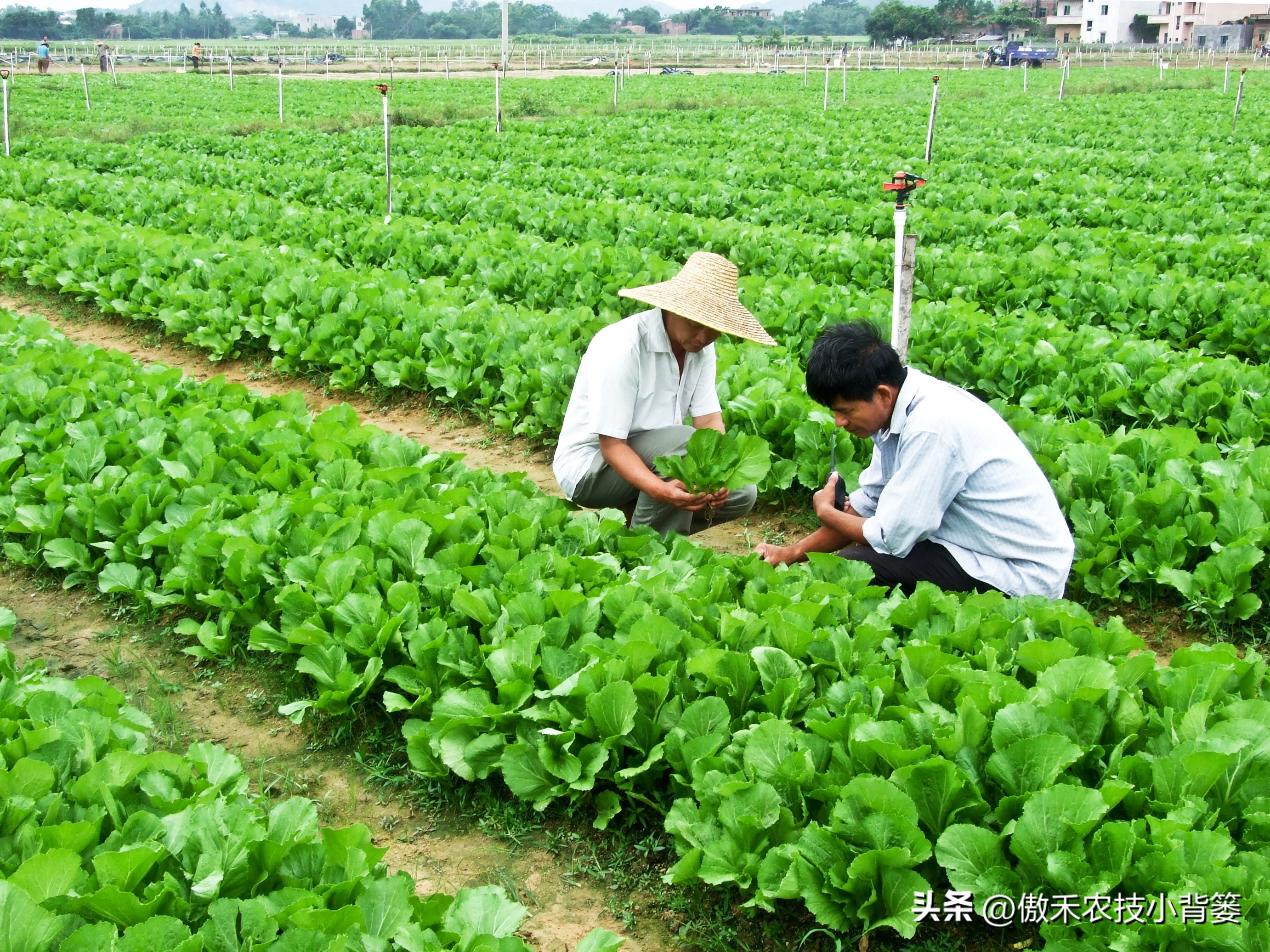 甲维盐杀虫效果变差了?学会用药技巧合理复配,杀虫效果能翻倍