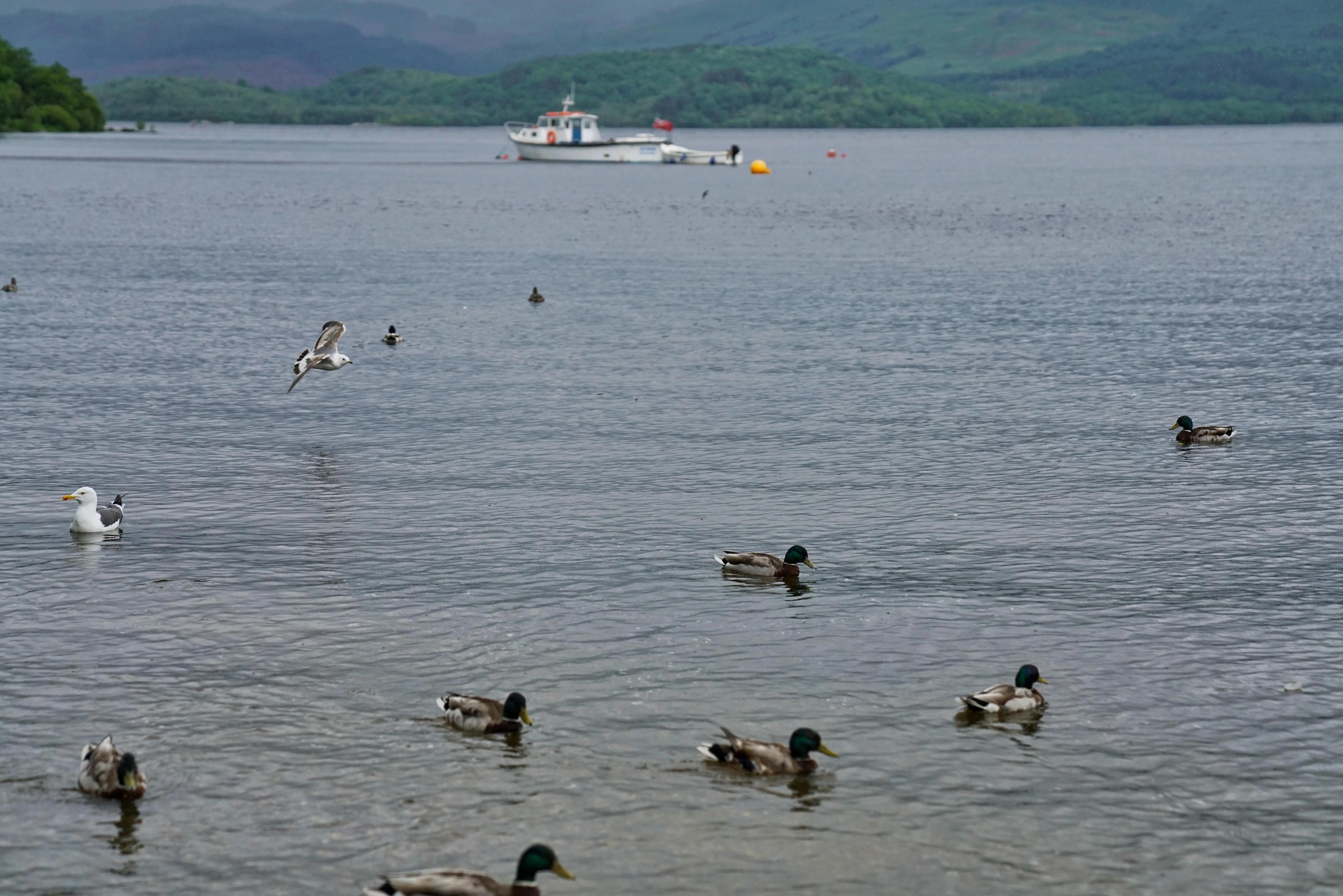 英伦三岛完整版,英伦三岛苏格兰英格兰