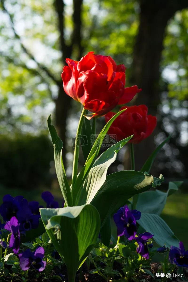 鲜花五彩缤纷争奇斗艳,最美鲜花一年四季都在争艳怒放
