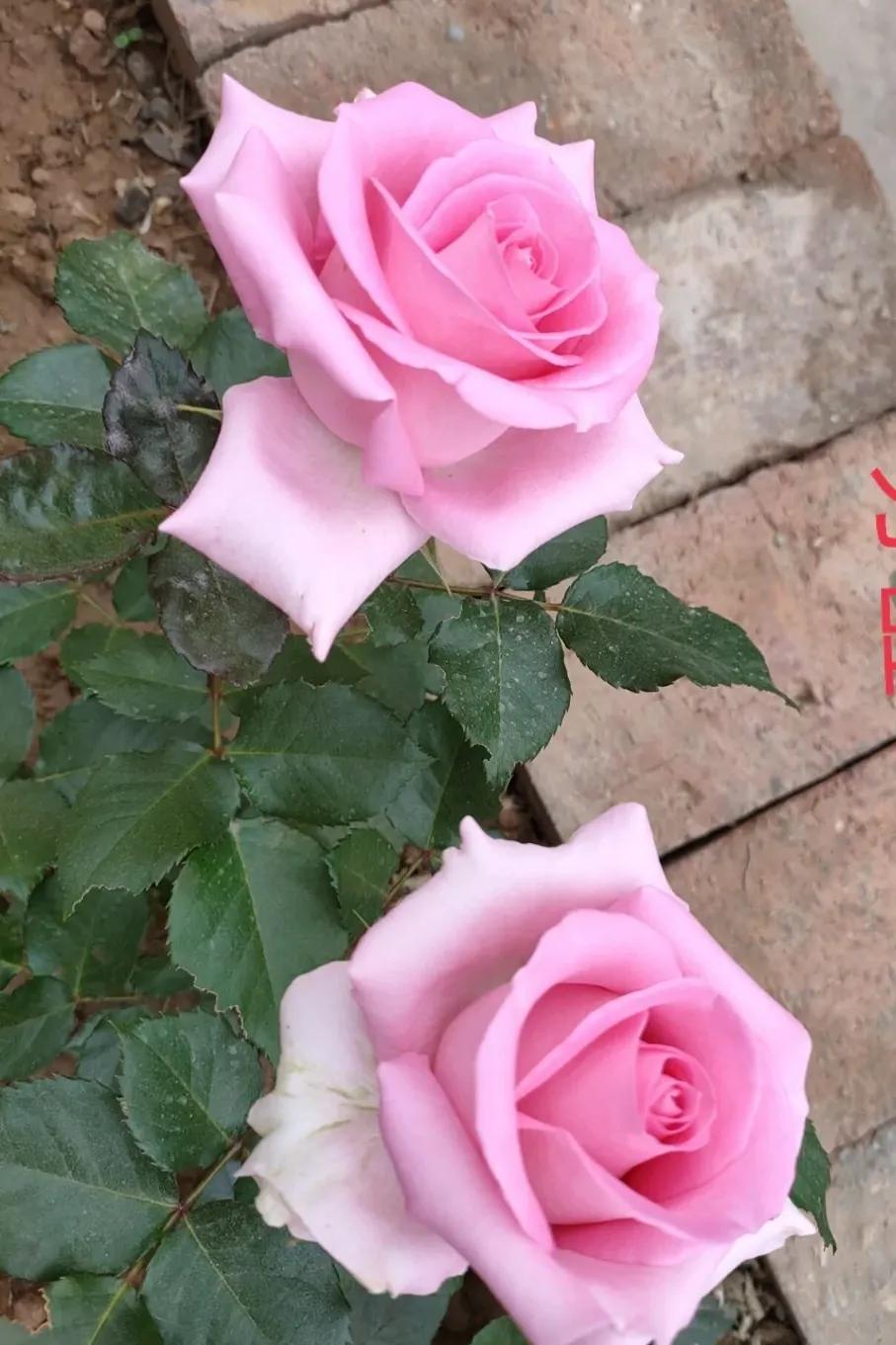 美到窒息的玫瑰花图,鲜花娇艳动人的图片