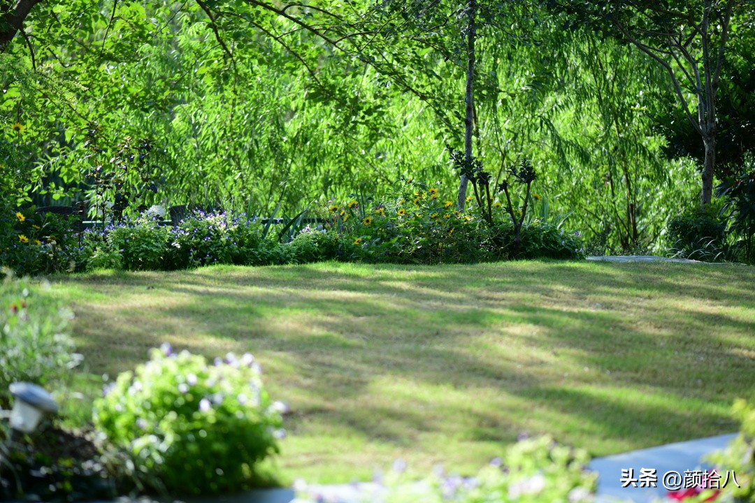 光辉岁月向日葵单朵花能开多少天,光辉岁月向日葵开花效果