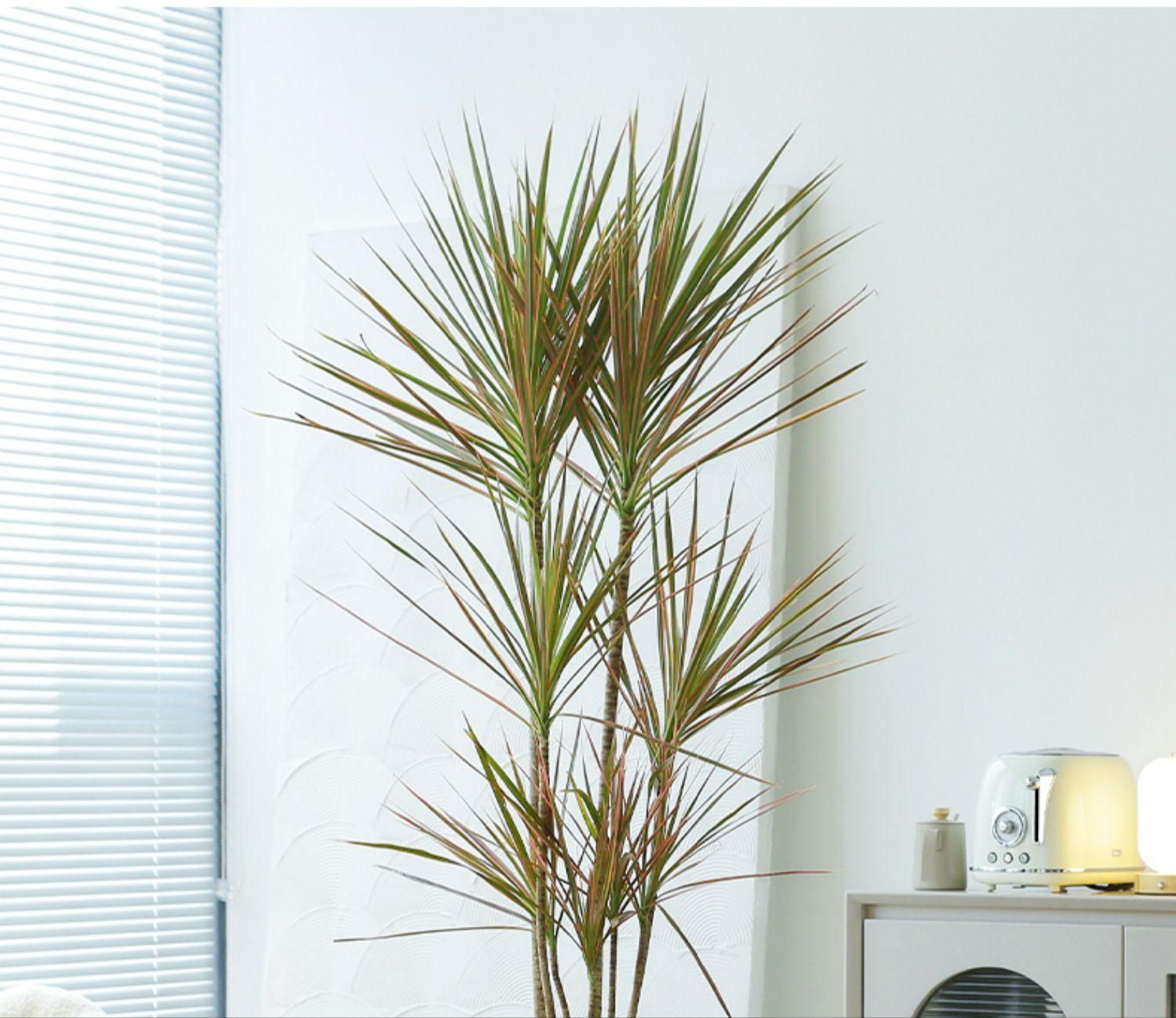 养不死的绿植,懒人养不死耐寒耐旱的绿植